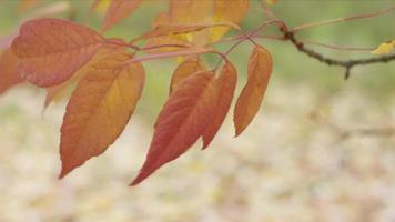 Closeup of Fall leaves