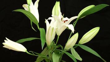 4K time lapse shot of white lily flower blooming