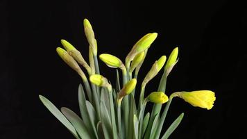 4K time lapse shot of yellow daffodil flowers blooming video