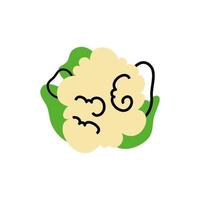 fresh cauliflower vegetable healthy isolated icon vector