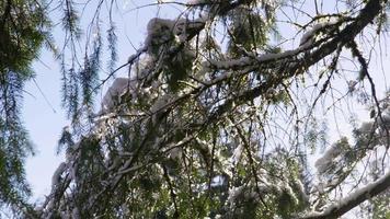 sole che splende attraverso il ramo di un albero coperto di neve in inverno video