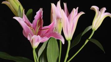 4k foto de lapso de tempo de flor de lírio rosa florescendo video