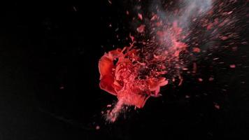 leuchtend rote Rose explodiert in Superzeitlupe, aufgenommen mit Phantom Flex 4k video