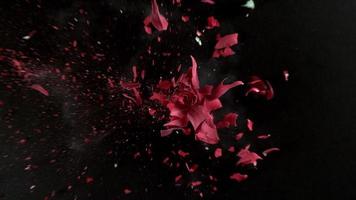 rote Rosenblume explodiert in Super-Zeitlupe, aufgenommen mit Phantom-Flex 4k video