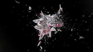 fleur de lys rose qui explose en super ralenti, tourné avec un flex fantôme 4k