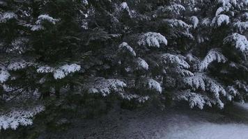 Aerial view of snow covered trees in winter, Oregon USA video