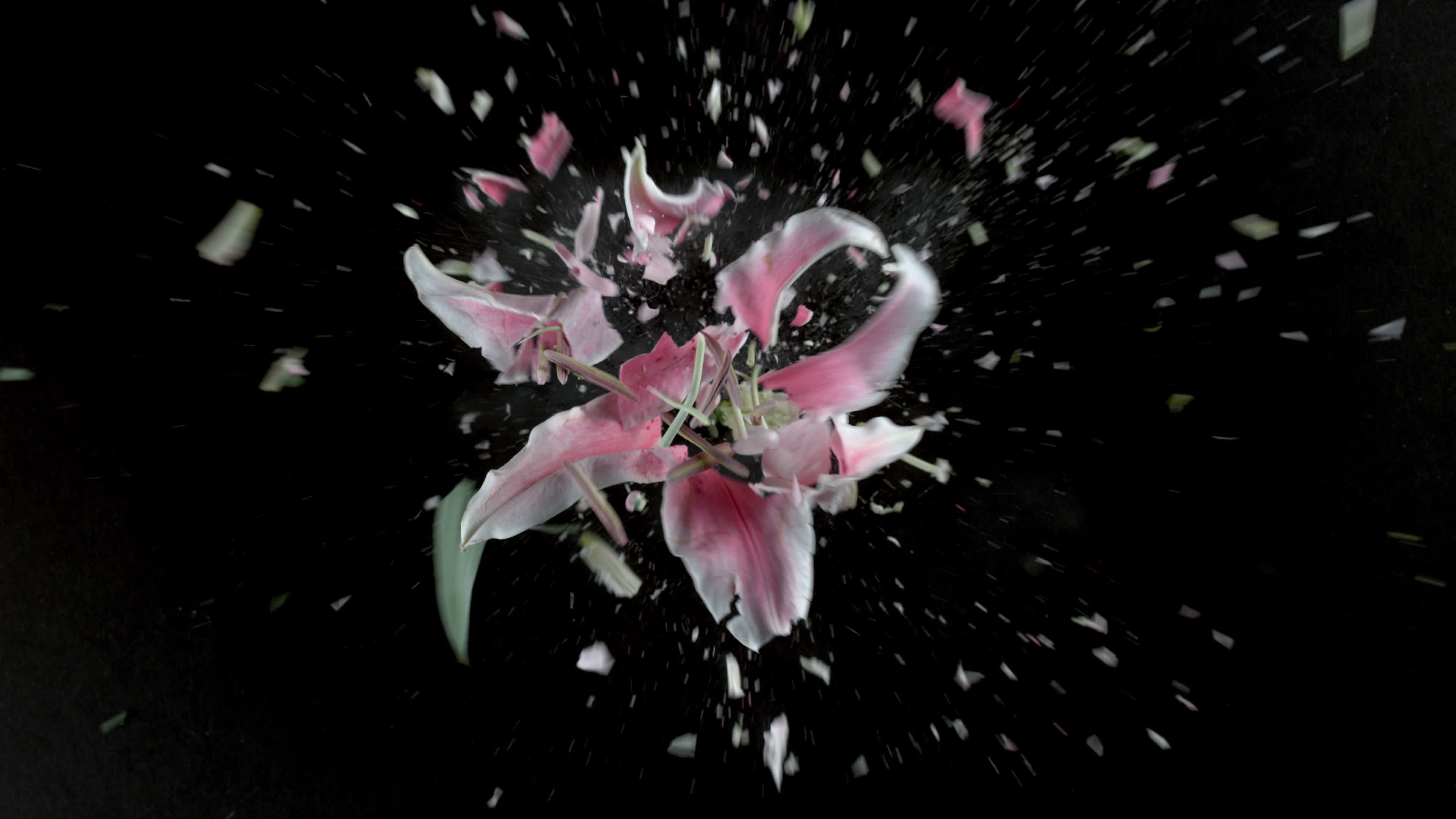 Pink lily flower exploding in super slow motion, shot with Phantom Flex