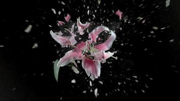 fleur de lys rose qui explose en super ralenti, tourné avec un flex fantôme 4k video