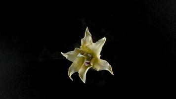 flor de lírio amarelo explodindo em câmera super lenta, filmada com phantom flex 4k video