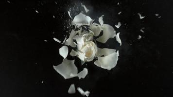 witte roze bloem explodeert in super slow motion, geschoten met phantom flex 4k video