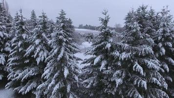 Vista aérea de árboles cubiertos de nieve en invierno, Oregón, EE. video