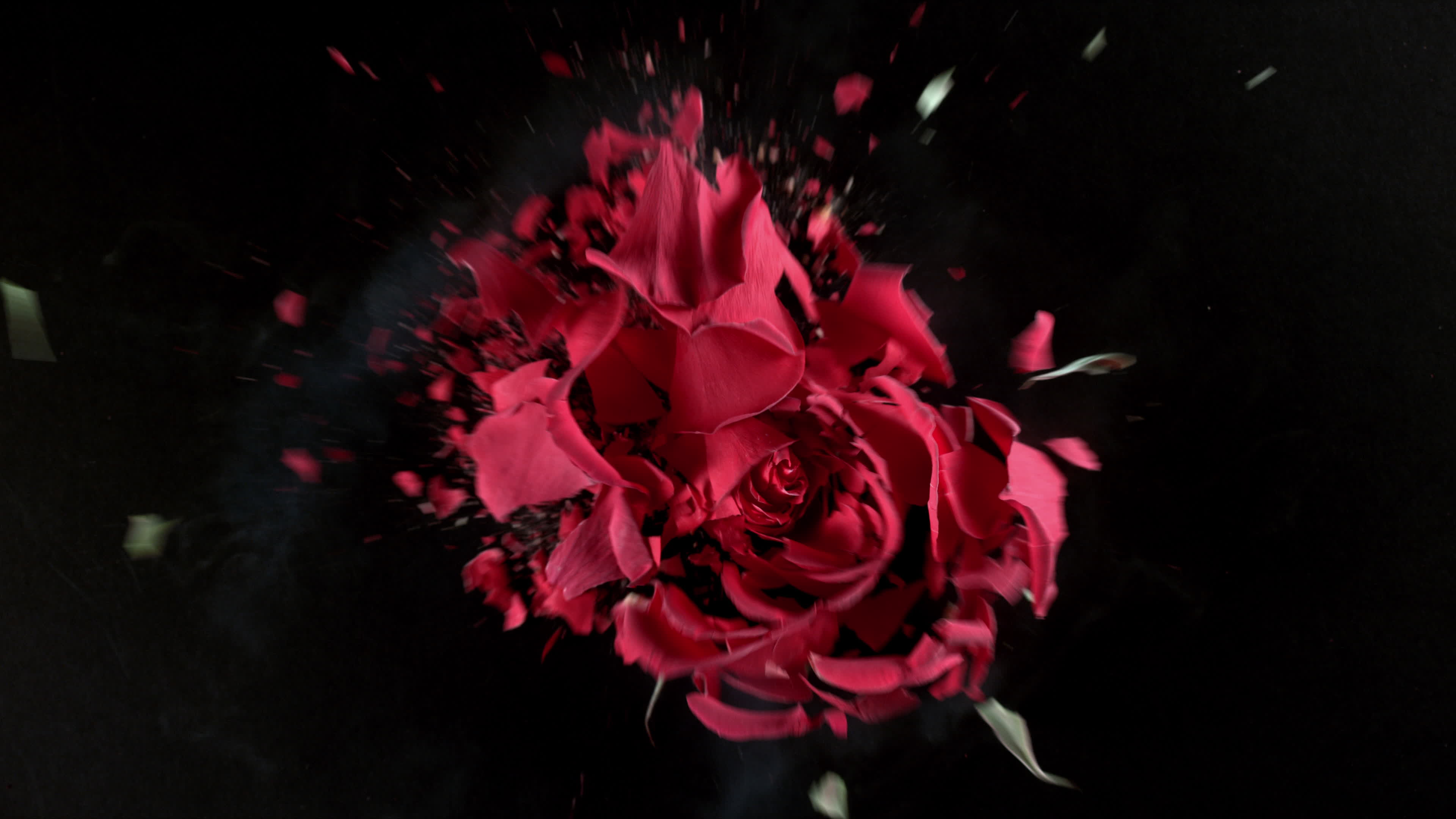 Rose explosion hot sale