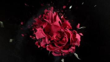 rote Rosenblume explodiert in Super-Zeitlupe, aufgenommen mit Phantom-Flex 4k video