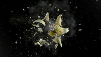fleur de lys jaune explosant en super ralenti, tourné avec un flex fantôme 4k video