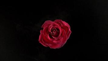 flor rosa vermelha explodindo em câmera super lenta, filmada com phantom flex 4k video