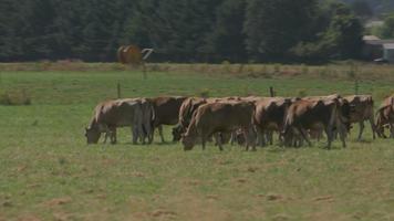 Tiro de seguimiento de ganado marrón pastando en el campo, willamette valley oregon, estados unidos. video