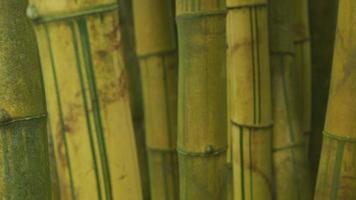 gros plan de bambou poussant à hawaii