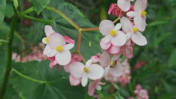 rosa Begonienblüten wachsen in Hawaii video
