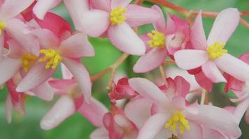 Pink Begonia flowers growing in Hawaii video