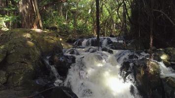 cascata nella foresta pluviale, oahu, hawaii video