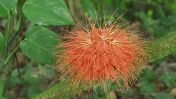 Brownea flower growing in Hawaii video