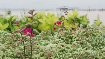 plantes tropicales à hawaii at beach video