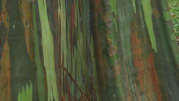 Close-up de corteza de árbol de eucalipto en Hawaii video