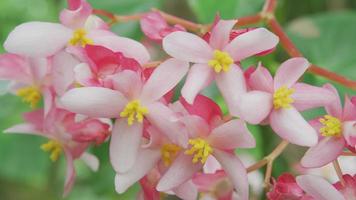 Pink Begonia flowers growing in Hawaii video