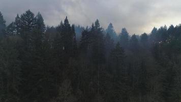 Smoky forest trees