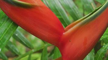 Heliconia flower growing in Hawaii video