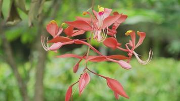 Pride of Burma flower growing in Hawaii video