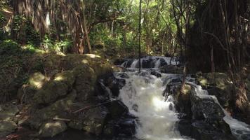 cascata nella foresta pluviale, oahu, hawaii video