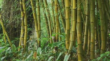 gros plan de bambou poussant à hawaii video