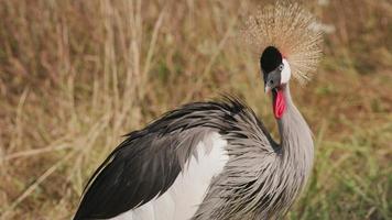 Oost-Afrikaanse kroonkraanvogel in wildpark video