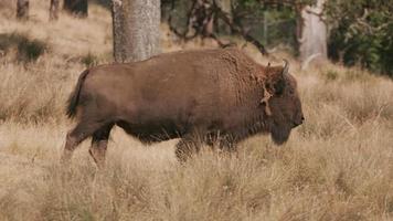 bisonte americano che cammina al parco faunistico video