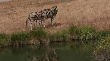 Demara zebra por estanque en el parque de vida silvestre video