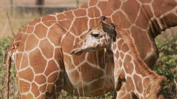 mãe e bebê girafa em parque de vida selvagem video