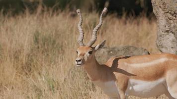 antilope au parc animalier video