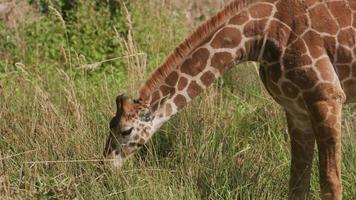 Giraffe, die Gras im Wildpark isst video