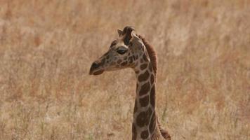 Giraffe close up at wildlife park video