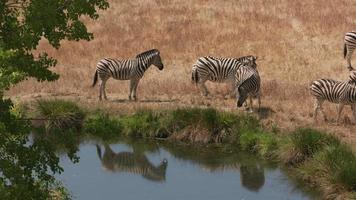 grupo de zebra demara perto do lago em parque de vida selvagem