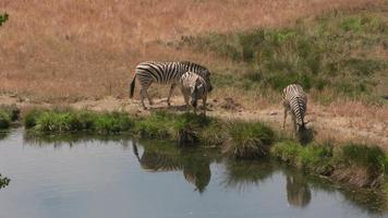 grupo de zebra demara perto do lago em parque de vida selvagem video