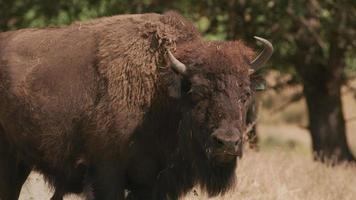 bison d'Amérique se bouchent au parc animalier video