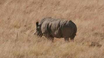 rhinocéros blanc du sud marchant dans l'herbe au parc animalier video