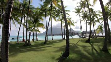 palmer på semesterorten i bora bora, franska polynesien. video