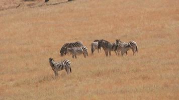 groep demara zebra's in het wildpark video