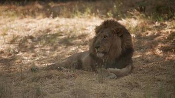lion africain mâle se reposant à l'ombre au parc animalier video