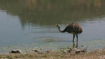 Rhea drinking from pond at wildlife park video