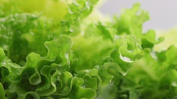 Close-up shot of fresh lettuce with water video