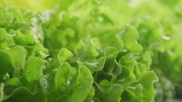 Nahaufnahme von frischem Salat mit Wasser video